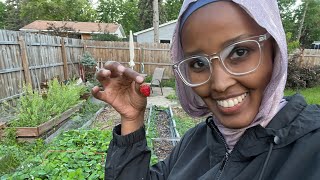 Qaraabo Maxaa Beertayda ka Boxooyo May Garden Update 🍒🇸🇴 [upl. by Atiekram176]