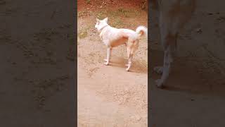 വട്ടം വട്ടം നാരങ്ങ 😂doglover mallu animallover kerala malayalam food keralanews keşfet [upl. by Ttam]