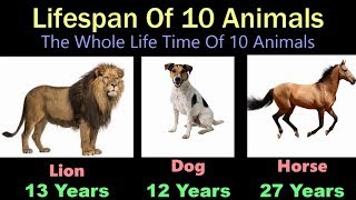 Lifespan Of Animals [upl. by Ateuqahs827]