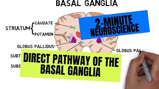 2Minute Neuroscience Direct Pathway of the Basal Ganglia [upl. by Laurena]