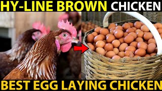 HYLINE Brown Chicken Farming  BEST EGG LAYING CHICKEN BREEDS  Best Chicken For Egg Production [upl. by Connor]