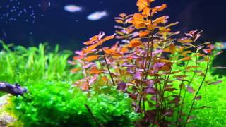 Planted aquarium 80x40x40  33 gallon 128 lt [upl. by Jaime787]