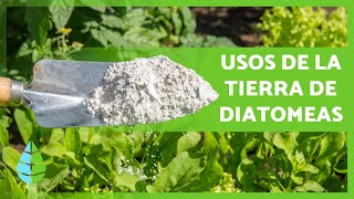 ¿Para qué SIRVE la TIERRA de DIATOMEAS 🌱 3 Usos de la Tierra de Diatomeas [upl. by Garcon]