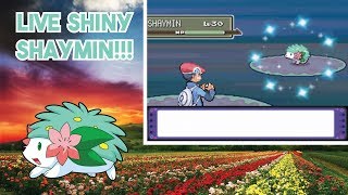 Live Shiny Shaymin After 6287 Encounters  Pokemon Platinum  The domiNATION [upl. by Melvyn]