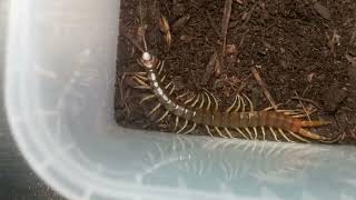 Scolopendra cingulata Haltung [upl. by Saihtam447]