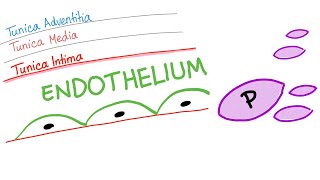 The Smooth Endothelium  How Your Body Prevents Clotting [upl. by Phaih]