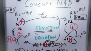 Concept of NAD amp NADH  Metabolism [upl. by Silyhp]