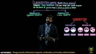 The leukocytes and its classification  11TH BIOLOGY  CHP 14  LECTURE 17 [upl. by Macur]