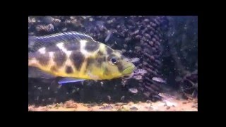 Haplochromis Nimbochromis venustus NURSERY [upl. by Auqenaj]