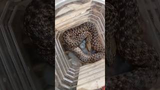 Checkered Keelback Snake 🐍checkeredkeelback checkeredkeelbacksnakewatersnakereptilessnakevideo [upl. by Guildroy]