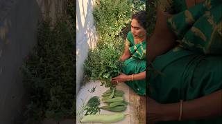 Harvesting Fresh Small Veggies–Straight from the Garden organicharvestvegetableharvestingharvest [upl. by Suisyola]