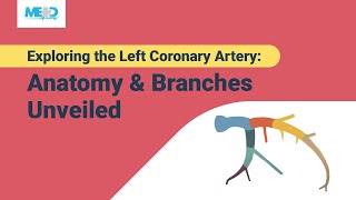 Exploring the Left Coronary Artery Anatomy amp Branches Unveiled [upl. by Alcina963]