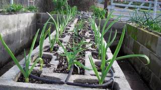 2018 How to plant Raised Bed Garden Garlic [upl. by Nnayhs]