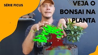 Como Decifrar sua Planta e Transformála em um Bonsai Perfeito [upl. by Lidda]