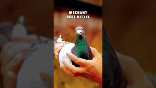 Duniya ka sab se mahanga kabutar fancykabutar pigeon fancypigeonlover ytshorts [upl. by Mccomb]