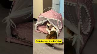 Feline fury meets canine couragecat kitten funnycats funnyanimals funnypets [upl. by Annayoj]