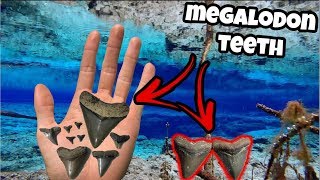 We Found GIANT Megalodon Shark Teeth In Florida [upl. by Repsaj]