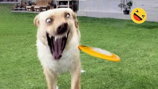 Funniest Dogs And Cats Videos 😅  Best Funny Animals Videos 2023😇 6 [upl. by Adnuhsor]