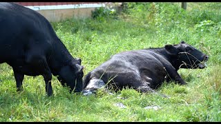 HEIFER COW GIVES BIRTH WATCH GRANDMAS EXCITEMENT [upl. by Valida]