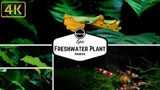 Epic Freshwater Plant [upl. by Akimrehs]