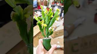 how to separate cactus plant separate cactus shorts satisfying [upl. by Osei]