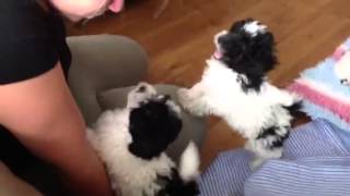 Parti coloured toy poodle babies [upl. by Airahcaz]