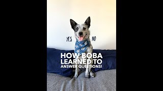 How My Dog Boba Learned to Answer YES  NO Questions [upl. by Luther]