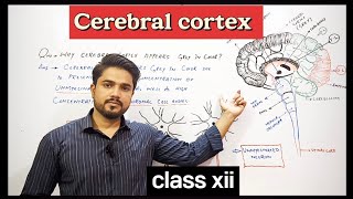 why Cerebral cortex appears grey in color  XII Biology [upl. by Yrollam13]