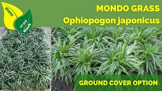 Mondo Grass  Ophiopogon japonicus  Lawn Alternative  Ground Cover [upl. by Loma824]