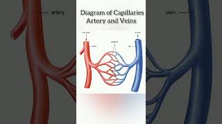 Schematic diagram of Capillaries 👍 The Circulatory Systemicse10cbse12cbse11icsecbsehearttips [upl. by Yelehsa]