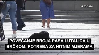 Povećanje broja pasa lutalica u Brčkom Potreba za hitnim mjerama [upl. by Yraillih]