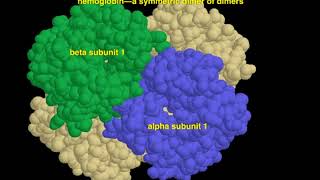 oligomeric proteins [upl. by Ainniz]