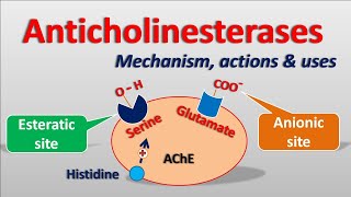 Anticholinesterases  Mechanism actions side effects amp uses [upl. by Enellek]