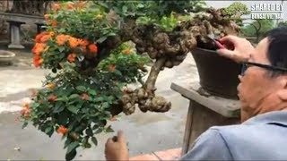 Hoàn thiện tác phẩm Hoa Ngũ Sắc bonsai rất già  Nghệ nhân Đặng Xuân Cường [upl. by Aikemal]