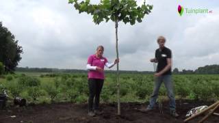 Handige tips en info voor het planten van een dakboom [upl. by Levina27]