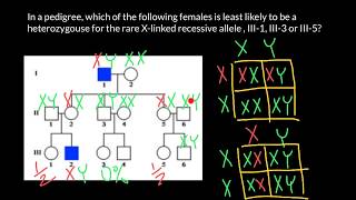 How Xlinked recessive genetic disorder inherited [upl. by Edyth515]