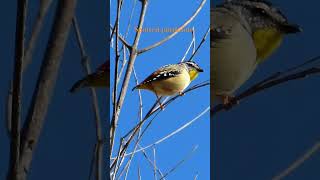 Spotted pardalote zhuzhing up those feathers birds wildlife nature [upl. by Lettig688]