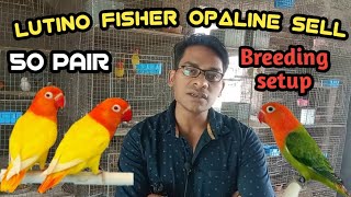 Lutino Fisher Opaline Working Birds Full Setup Sell  Sell  Lovebird Price In India 2023 [upl. by Gertrud]