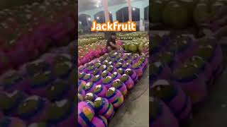 Jackfruit for export from ASPIMEX Co Ltd Vietnam 84964566516 [upl. by Nairrad]