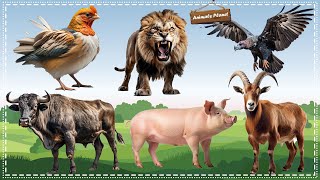 A Fun and Adorable Animal Video Goat Vulture Lion Pig Chicken Buffalo [upl. by Aenehs]