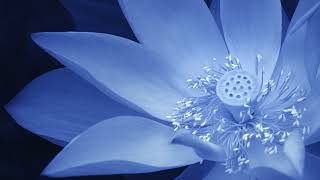 Guided Meditation Coming Home to Natural Presence  Tara Brach Radical Acceptance Playlist 8 [upl. by Puduns506]