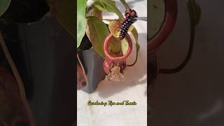 Feeding my Nepenthes a caterpillar🐛 but it escaped pitcherplant nepenthesplant carnivorousplants [upl. by Sucram]