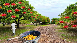 How Asian Farmer Harvesting Cashew Nuts and Processing in Modern Factory  Cashew Farming Technique [upl. by Calvano]