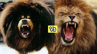 Can a Tibetan Mastiff Dog really kill a lion Video Explained [upl. by Ynnos]