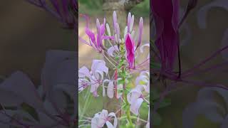 Cleome spinosa [upl. by Munshi]