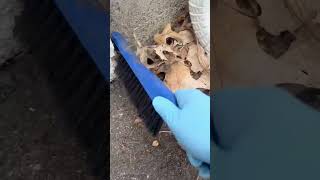 Leaf blower is down Pest control 🐁 shorts asmrsounds [upl. by Akihdar]