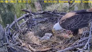 WRDC Eagle Nest Cam 06012022 1021 [upl. by Clorinde]