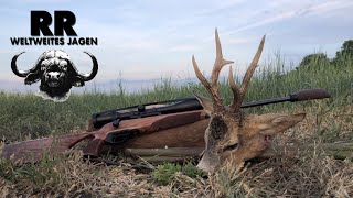 Hunting Adventure Hungary Part 1 Roebuck I Rehbockjagd in Ungarn I RR Weltweites Jagen [upl. by Franzen]