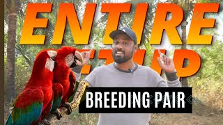 Breeding Pair  Green Wing Macaws  Rehomed  Mumbai to Gujrat [upl. by Anelle]