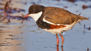 Redkneed Dotterel A documentary [upl. by Portingale980]